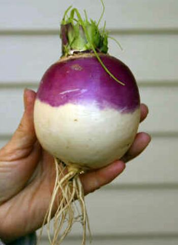 turnip2.jpg